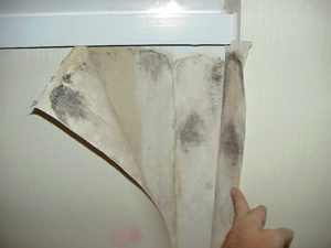 mold growth on vinyl wallpaper showing a pink area on the outside of the vinyl with a mold bloom behind it.